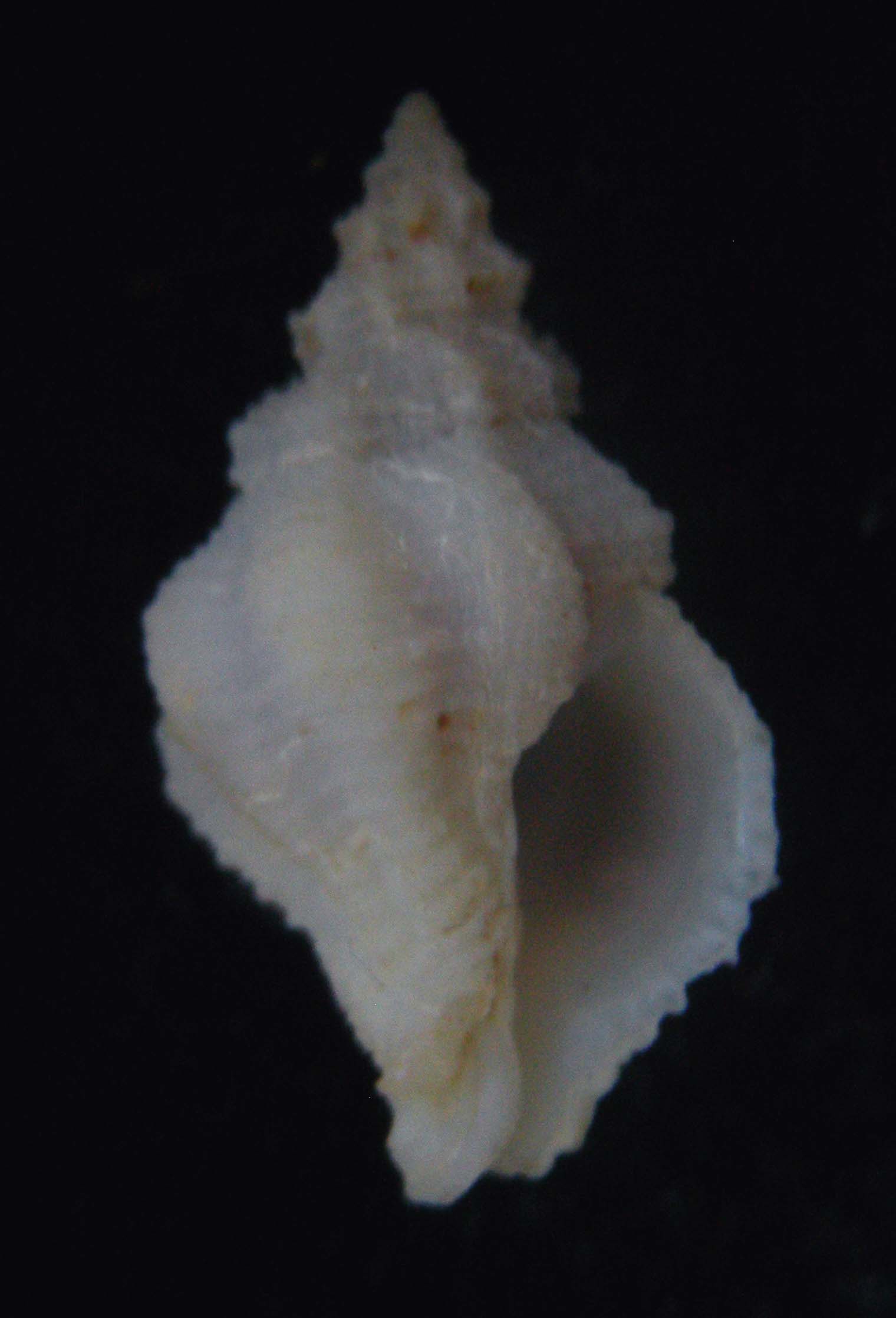 coralliopila